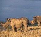 Game Viewing at Botlierskop Game Farm
